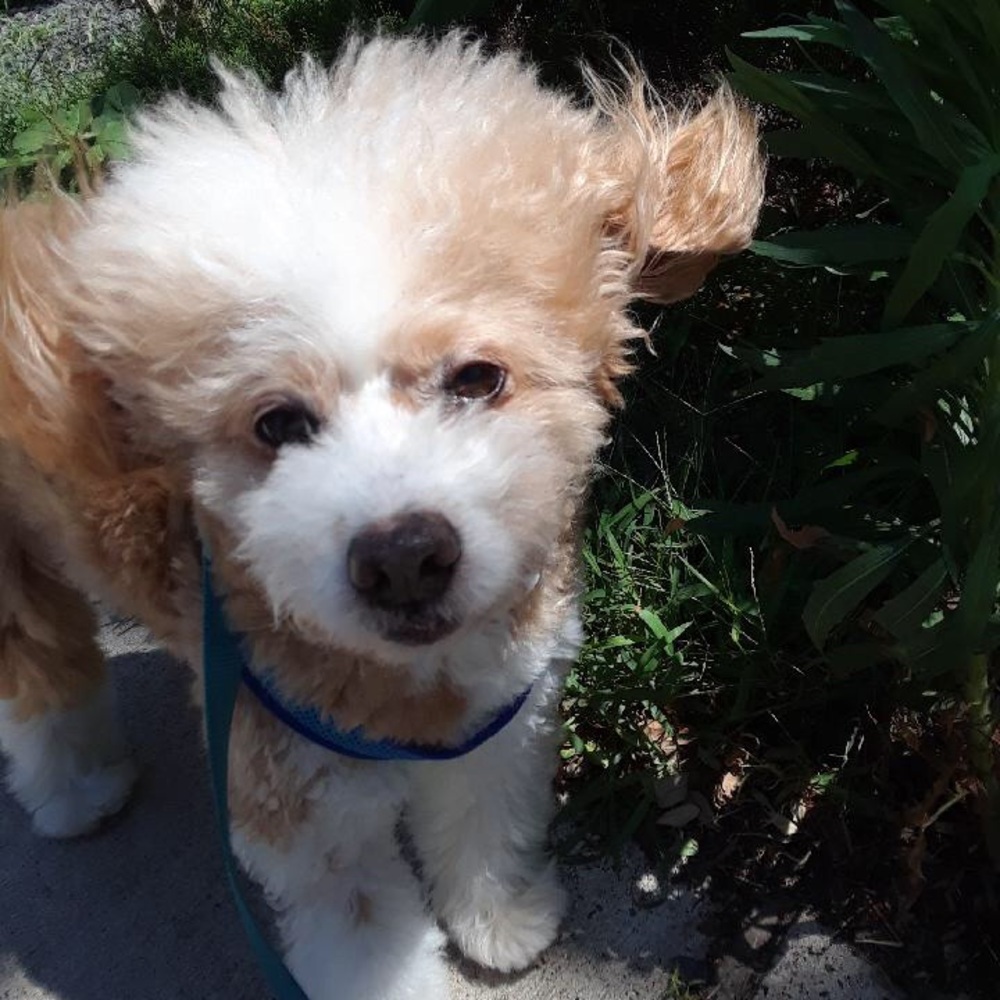 Meet your Posher, Francis